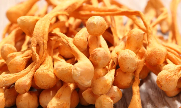 Продаю Кордіцепс Мілітаріс, імунокоректор - фото № 3