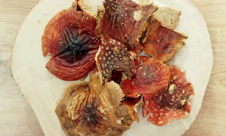 Червоний мухомор сушені шляпки 2 сорту - фото № 1