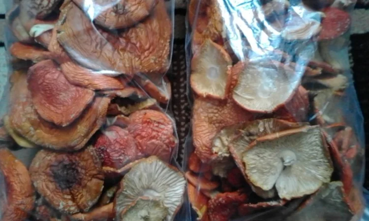 Продаж мухомора червоного - фото № 1