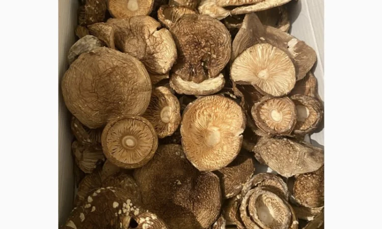 Продаж пантерного мухомора - фото № 1