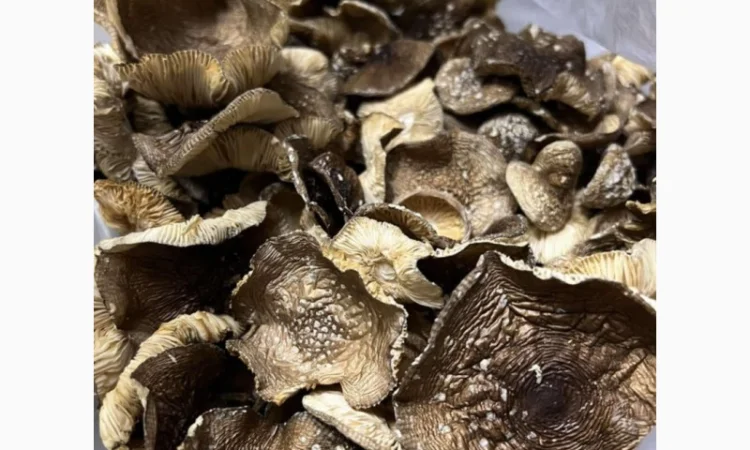 Продаж пантерного мухомора - фото № 2