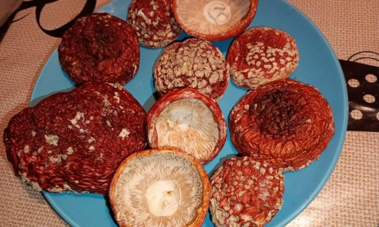 Закриті шляпки червоного мухомора на продаж - фото № 1