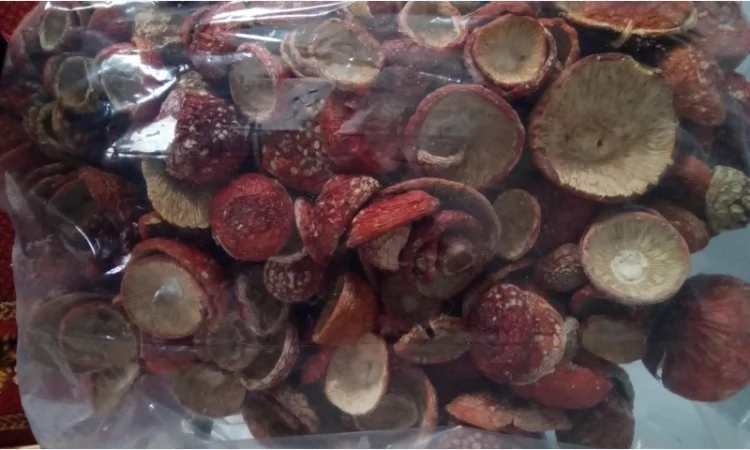 Закриті шляпки червоного мухомора на продаж - фото № 2