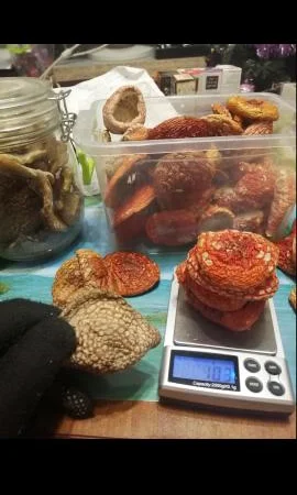 Продам мухомор в капсулах для микродозинга - фото № 3