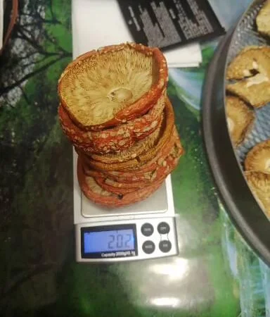 Продам мухомор в капсулах для микродозинга - фото № 5