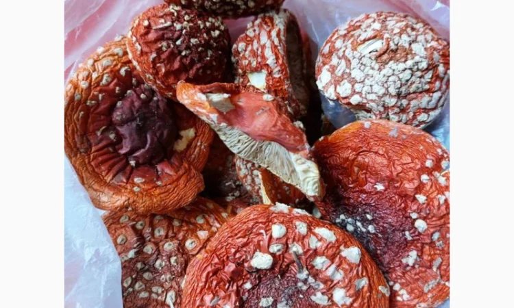 Продаю сушені шляпки мухомора червоного 2024 - фото № 1