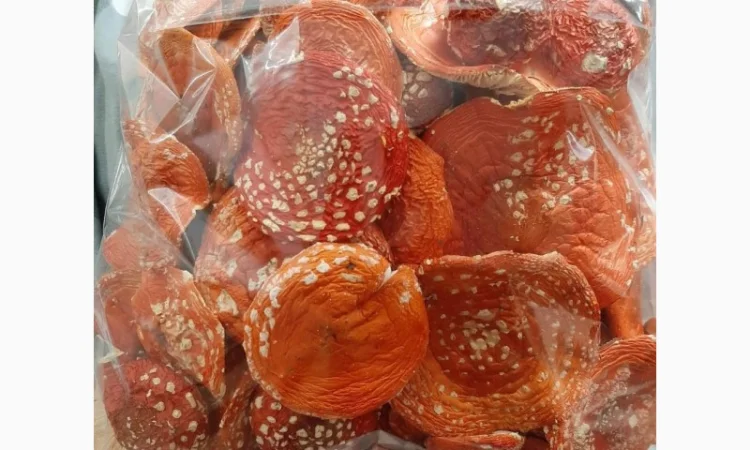 Продаю сушені шляпки мухомора червоного 2024 - фото № 2