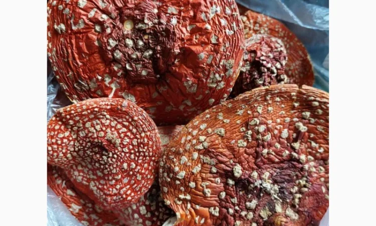 Продаю сушені шляпки мухомора червоного 2024 - фото № 3