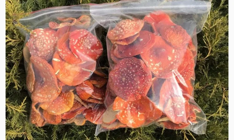 Продаю сушені шляпки мухомора червоного 2024 - фото № 4