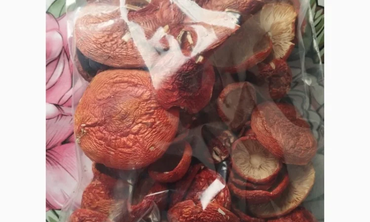 Продаю шляпки червоного мухомора - фото № 5