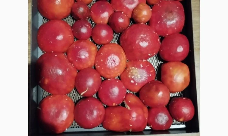 Продаю шляпки червоного мухомора - фото № 6