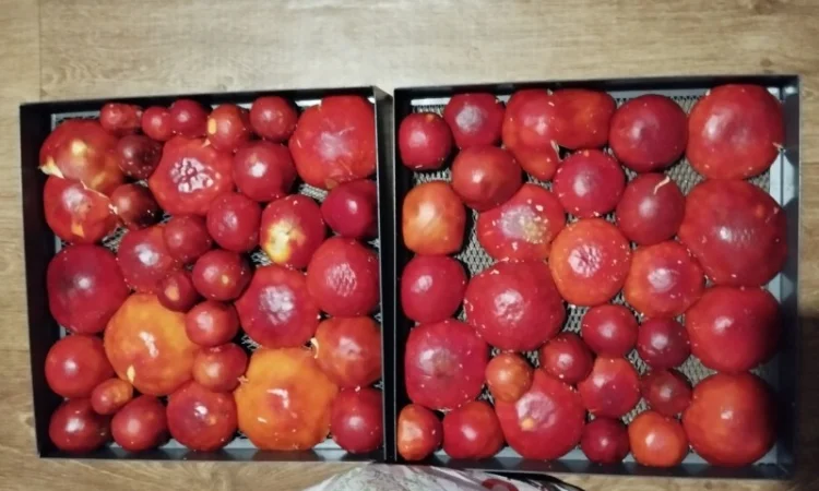 Продаю шляпки червоного мухомора - фото № 7