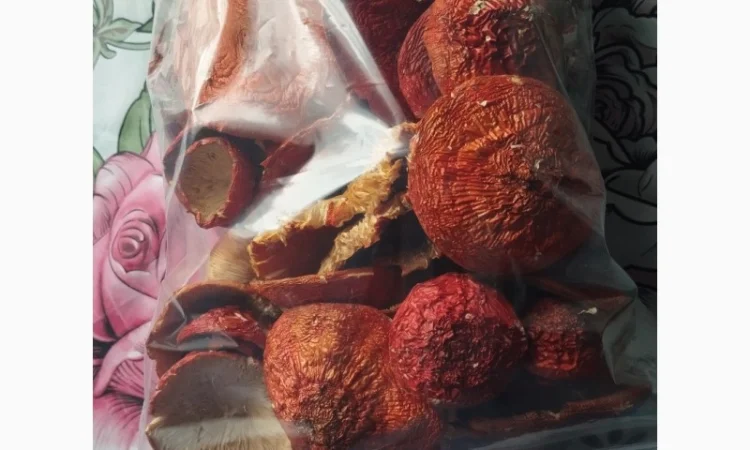 Продаю шляпки червоного мухомора - фото № 2