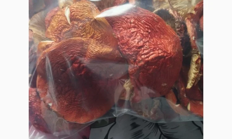 Продаю шляпки червоного мухомора - фото № 3