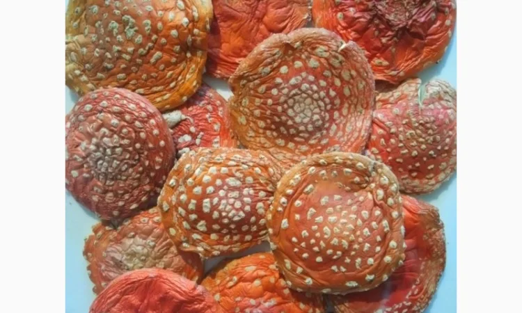 Продажа сушеного Мухомора червоного - фото № 1