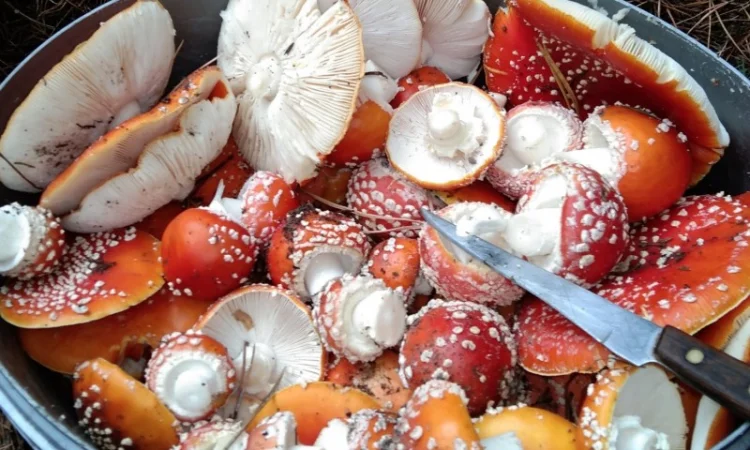 Продажа сушеного Мухомора червоного - фото № 2