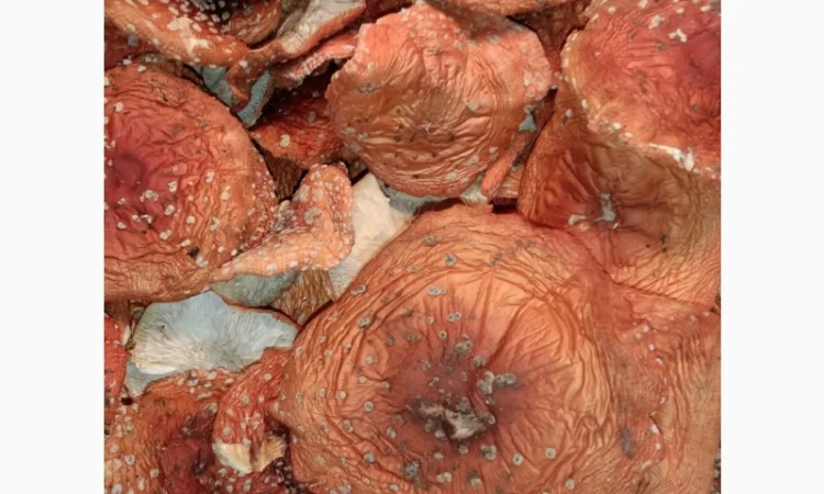 Продажа сушеного Мухомора червоного - фото № 3