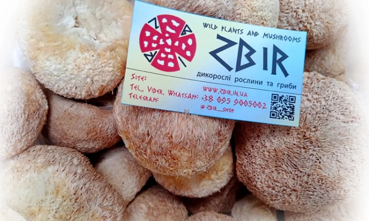 Їжовик Гребінчастий (Hericium erinaceus), цілі плоди - фото № 1