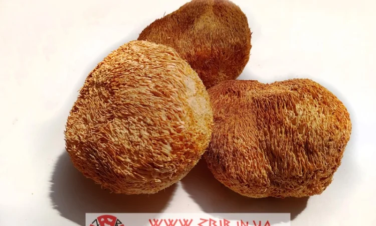 Їжовик Гребінчастий (Hericium erinaceus), цілі плоди - фото № 2