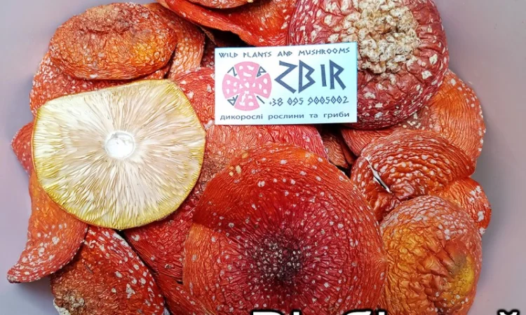 Мухомор ЧЕРВОНИЙ (Amanita Muscaria), сушені капелюшки від ZBIR. Сезон 2024 - фото № 2
