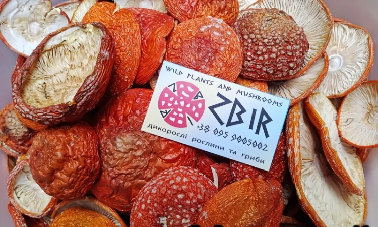 Мухомор ЧЕРВОНИЙ (Amanita Muscaria), сушені капелюшки від ZBIR. Сезон 2024 - фото № 4
