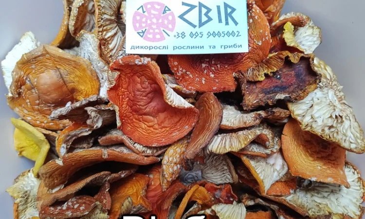 Мухомор ЧЕРВОНИЙ (Amanita Muscaria), сушені капелюшки від ZBIR. Сезон 2024 - фото № 6