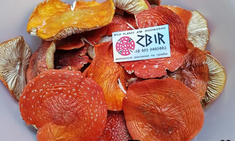 Мухомор ЧЕРВОНИЙ (Amanita Muscaria), сушені капелюшки від ZBIR. Сезон 2024 - фото № 3