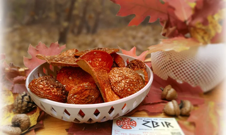 Продаж Мухомора ЧЕРВОНОГО - фото № 1