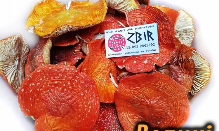 Продаж Мухомора ЧЕРВОНОГО - фото № 4