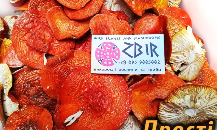 Продаж Мухомора ЧЕРВОНОГО - фото № 5