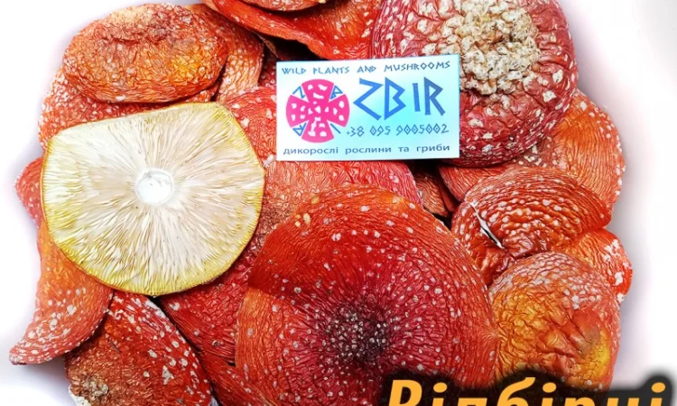 Продаж Мухомора ЧЕРВОНОГО - фото № 6