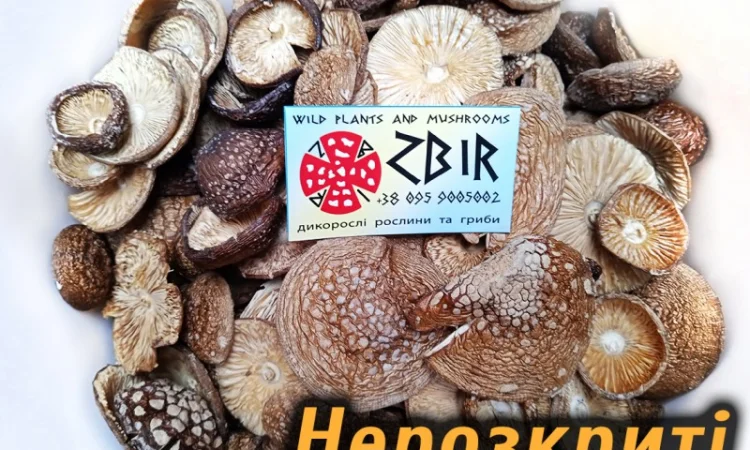 Мухомор ПАНТЕРНИЙ (Amanita Pantherina) на продаж - фото № 5