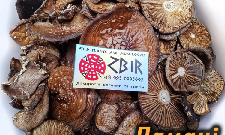 Мухомор ПАНТЕРНИЙ (Amanita Pantherina) на продаж - фото № 6