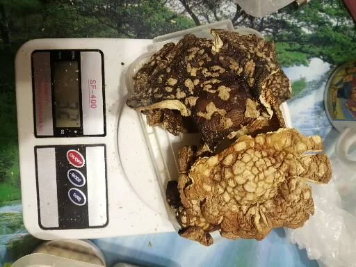 Пантерный мухомор - фото № 3