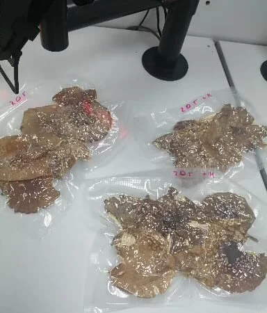 Пантерный мухомор - фото № 5