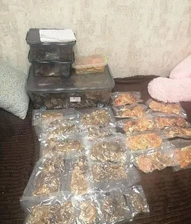 Пантерный мухомор - фото № 7