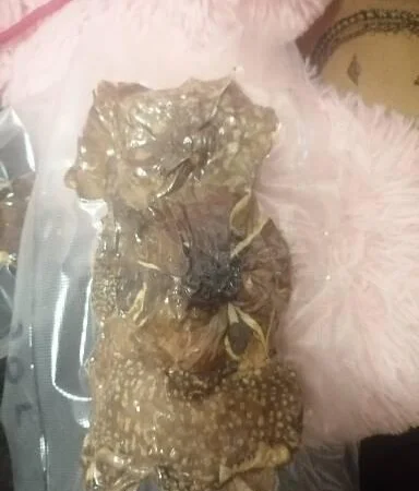 Пантерный мухомор - фото № 8