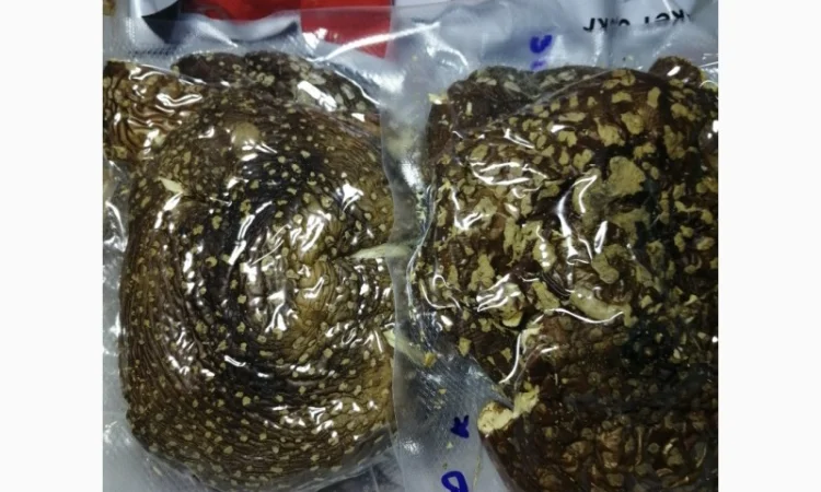 Пантерный мухомор - фото № 9