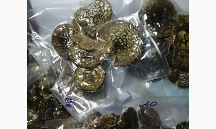 Пантерный мухомор - фото № 1