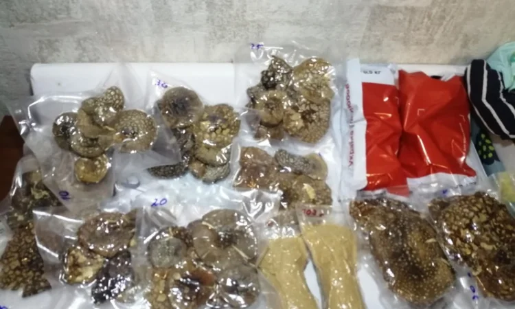 Пантерный мухомор - фото № 10