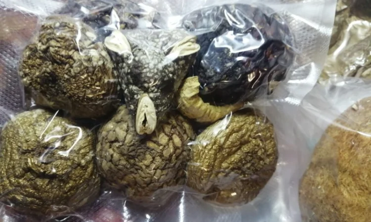 Пантерный мухомор - фото № 11