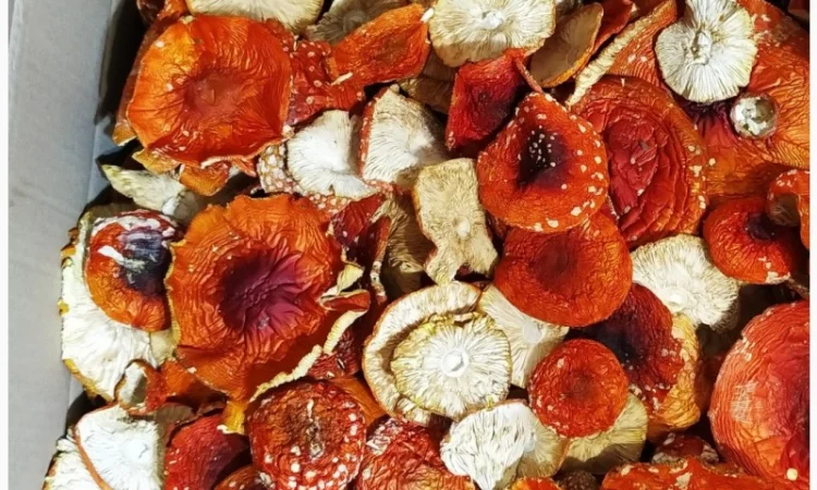 Сушені шляпки червоного мухомора оптом - фото № 1