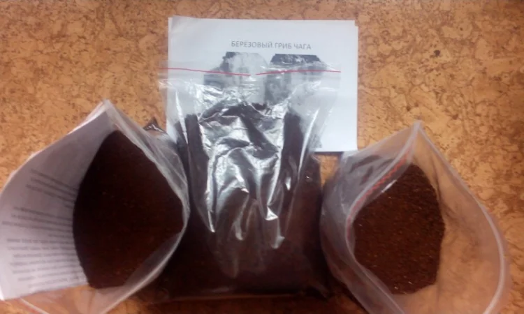Гриб веселка 2023, березовий гриб чага, соснові шишки от инсульта - фото № 12
