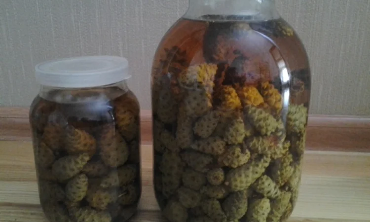 Гриб веселка 2023, березовий гриб чага, соснові шишки от инсульта - фото № 7