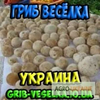 Гриб веселка 2023 на продаж - фото № 1