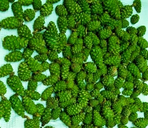 Гриб веселка 2023, березовий гриб чага, соснові шишки от инсульта - фото № 5