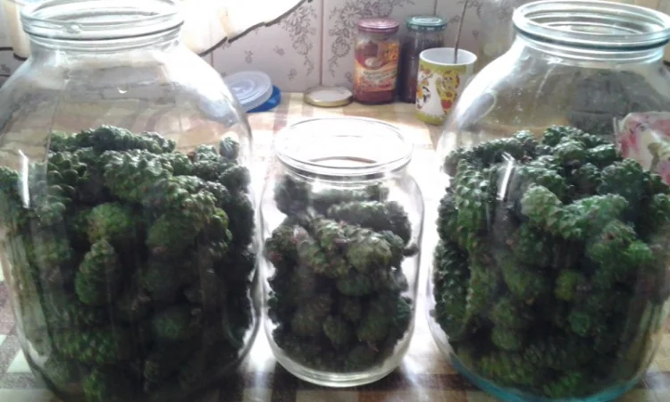 Гриб веселка 2023, березовий гриб чага, соснові шишки от инсульта - фото № 6