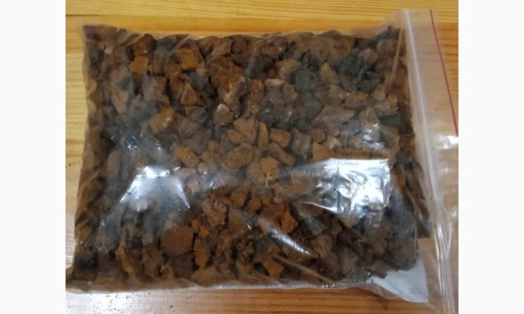 Гриб веселка 2023, березовий гриб чага, соснові шишки от инсульта - фото № 14