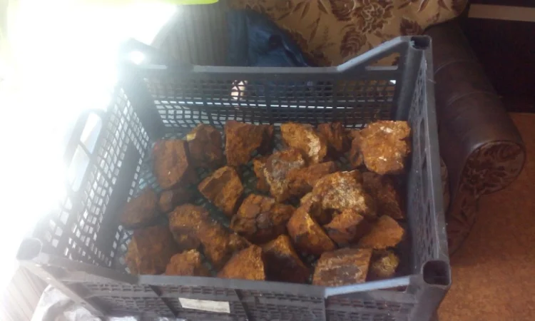 Гриб веселка 2023, березовий гриб чага, соснові шишки от инсульта - фото № 11