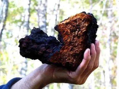 Гриб веселка 2023, березовий гриб чага, соснові шишки от инсульта - фото № 9